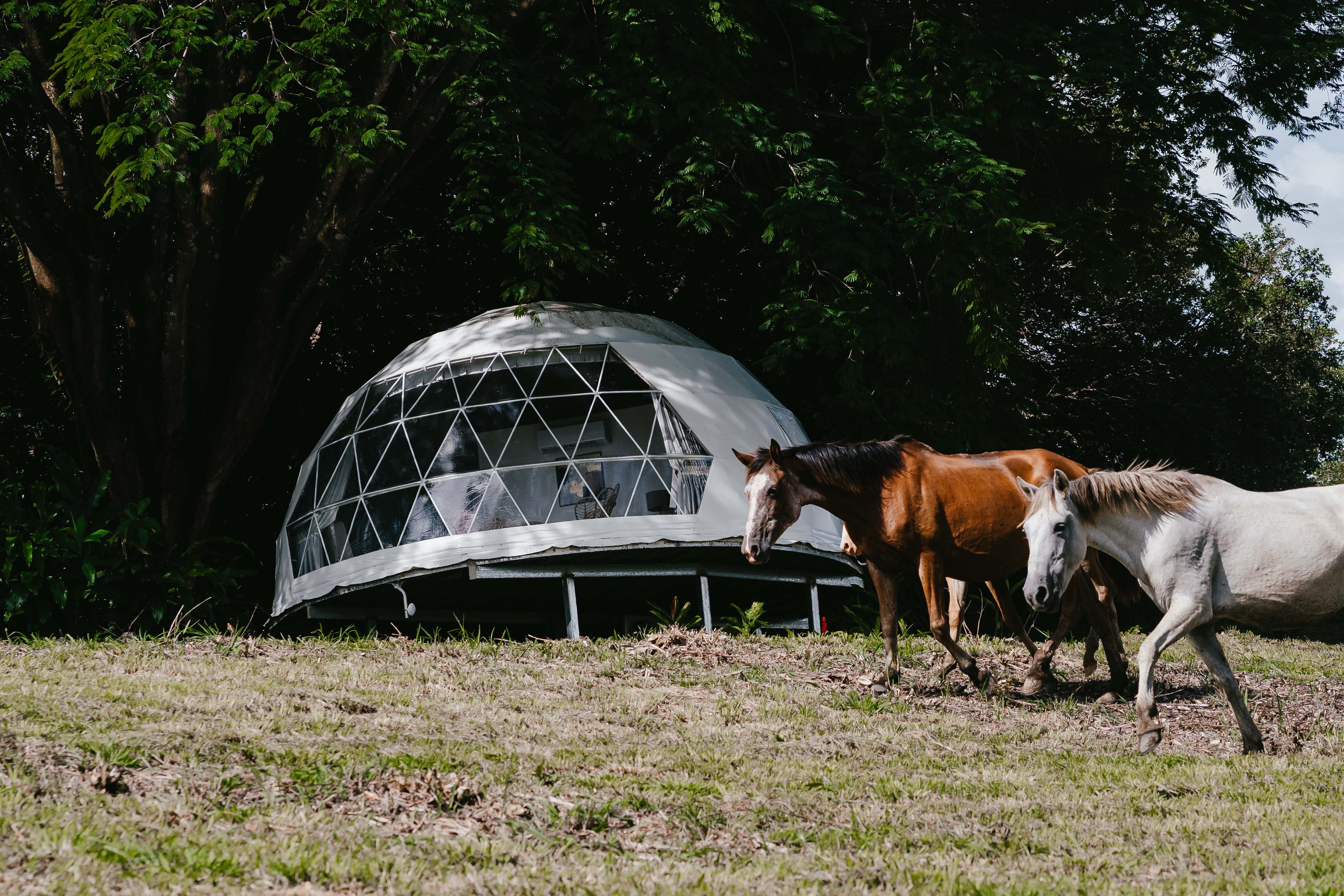 Luxury Glamping with horses