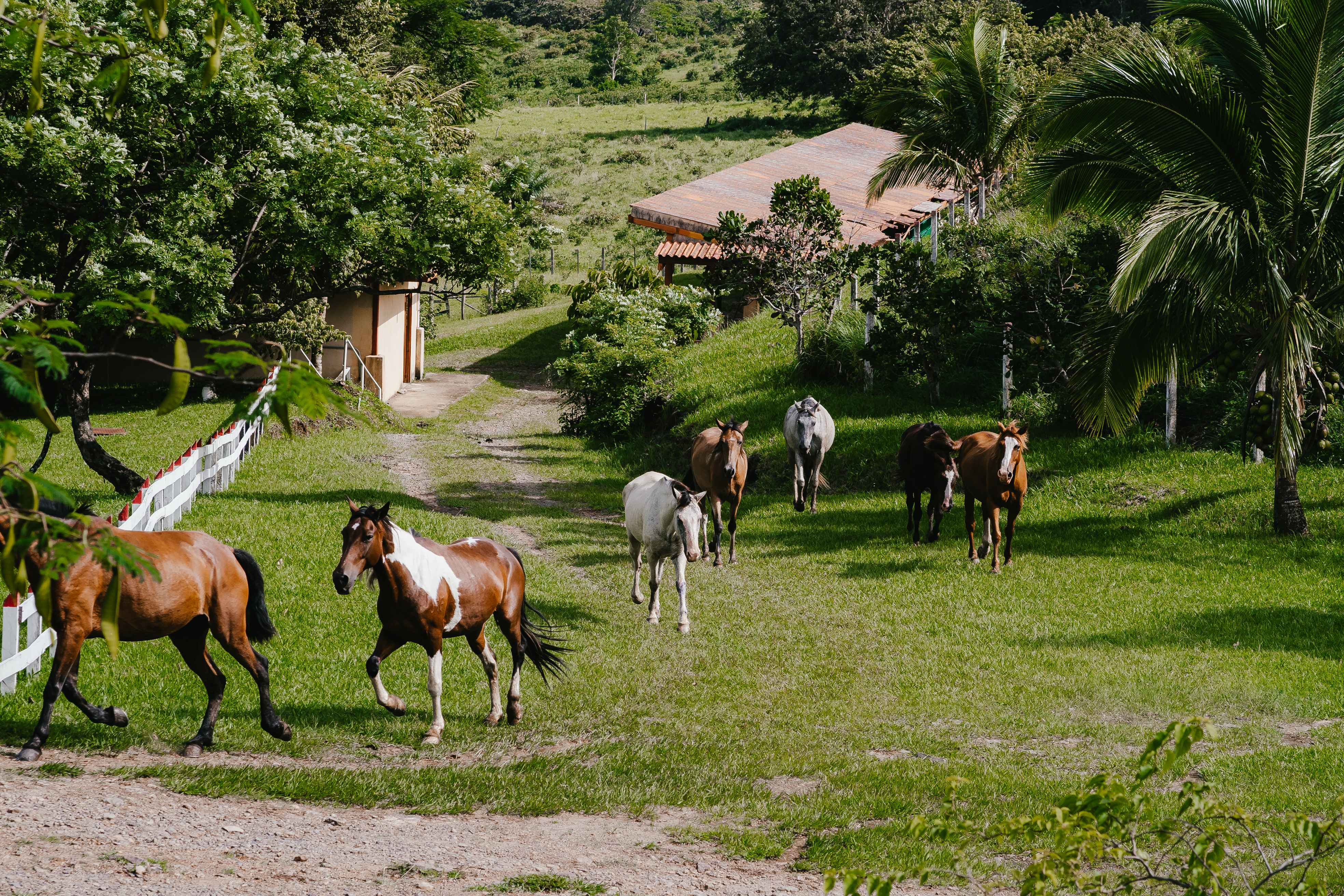 Vida Aventura Ranch - Horses walking through the ranch